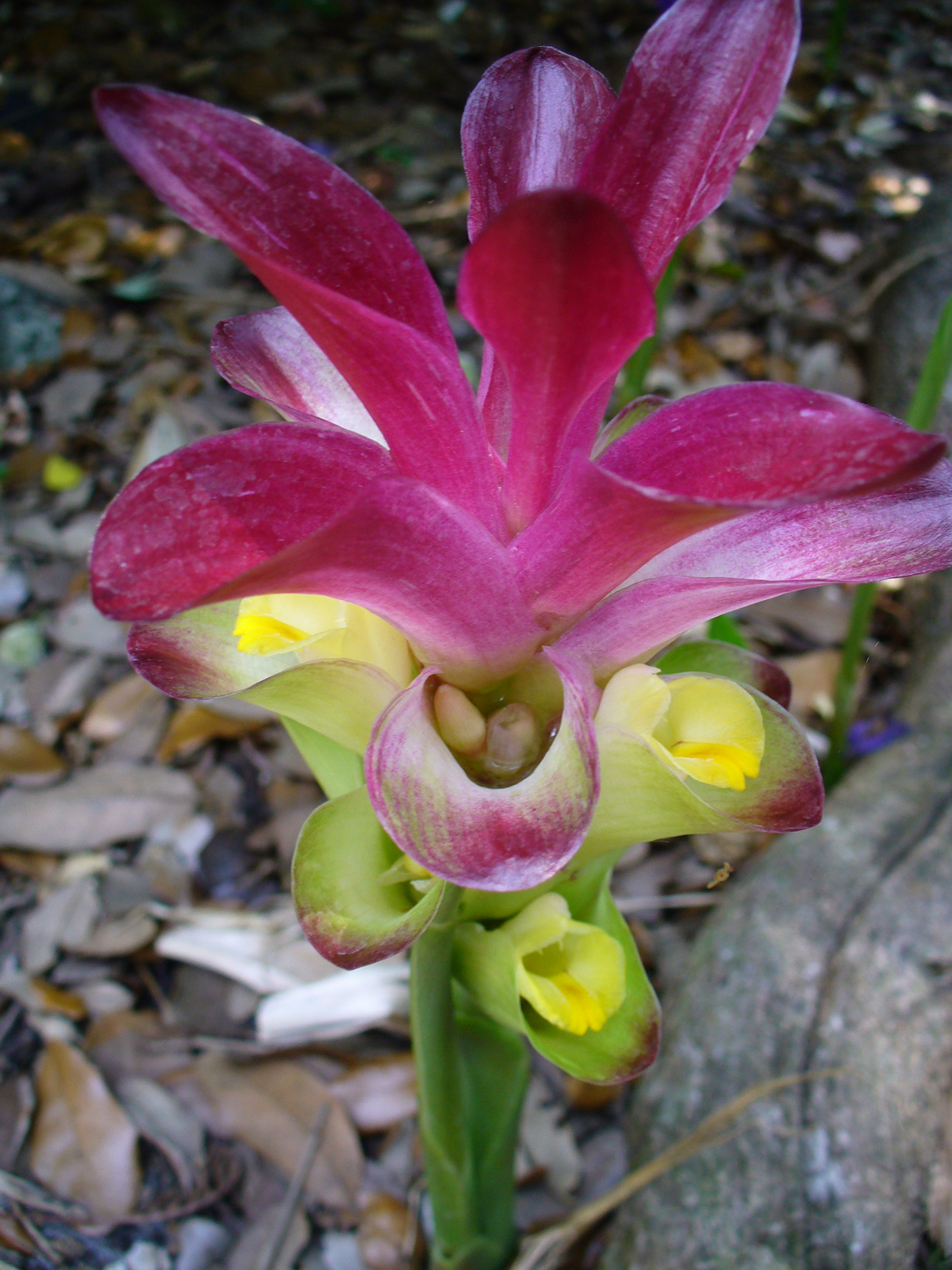 Zedoary: Fairchild Tropical Botanic Garden, Miami, FL, USA
