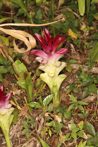 Zedoary (Curcuma zedoaria)