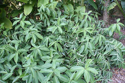 Zedoary: Location taken: Fairchild Tropical Botanic Garden, Miami, FL USA. Names: Curcuma aromatica Salisb., Aromatic Turmeric, Curcuma, Ganghoang, Jangalii Haldi, Jangl
