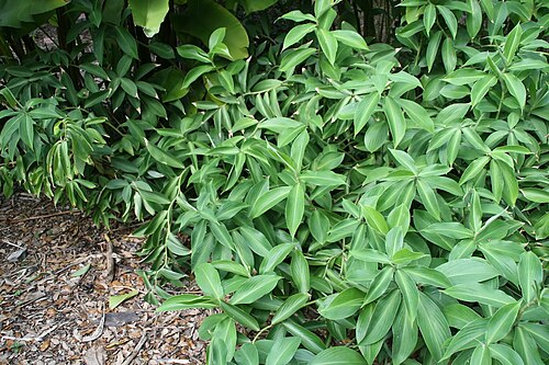Zedoary: Location taken: Fairchild Tropical Botanic Garden, Miami, FL USA. Names: Curcuma aromatica Salisb., Aromatic Turmeric, Curcuma, Ganghoang, Jangalii Haldi, Jangl
