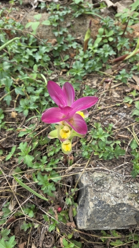 Zedoary (Curcuma zedoaria)