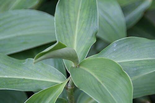 Zedoary: Location taken: Fairchild Tropical Botanic Garden, Miami, FL USA. Names: Curcuma aromatica Salisb., Aromatic Turmeric, Curcuma, Ganghoang, Jangalii Haldi, Jangl