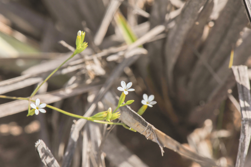 Curtia tenuifolia (Curtia tenuifolia)