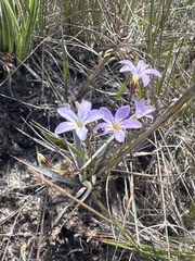 Curtia tenuifolia (Curtia tenuifolia)
