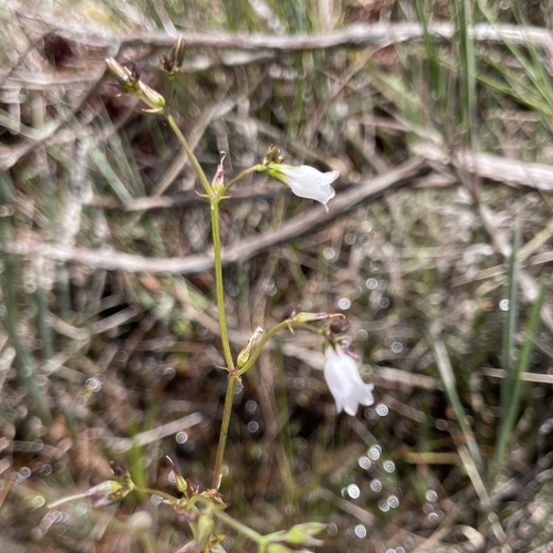 Curtia verticillaris (Curtia verticillaris)
