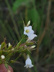 Curtia verticillaris (Curtia verticillaris)