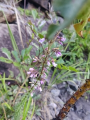 Curtia verticillaris (Curtia verticillaris)