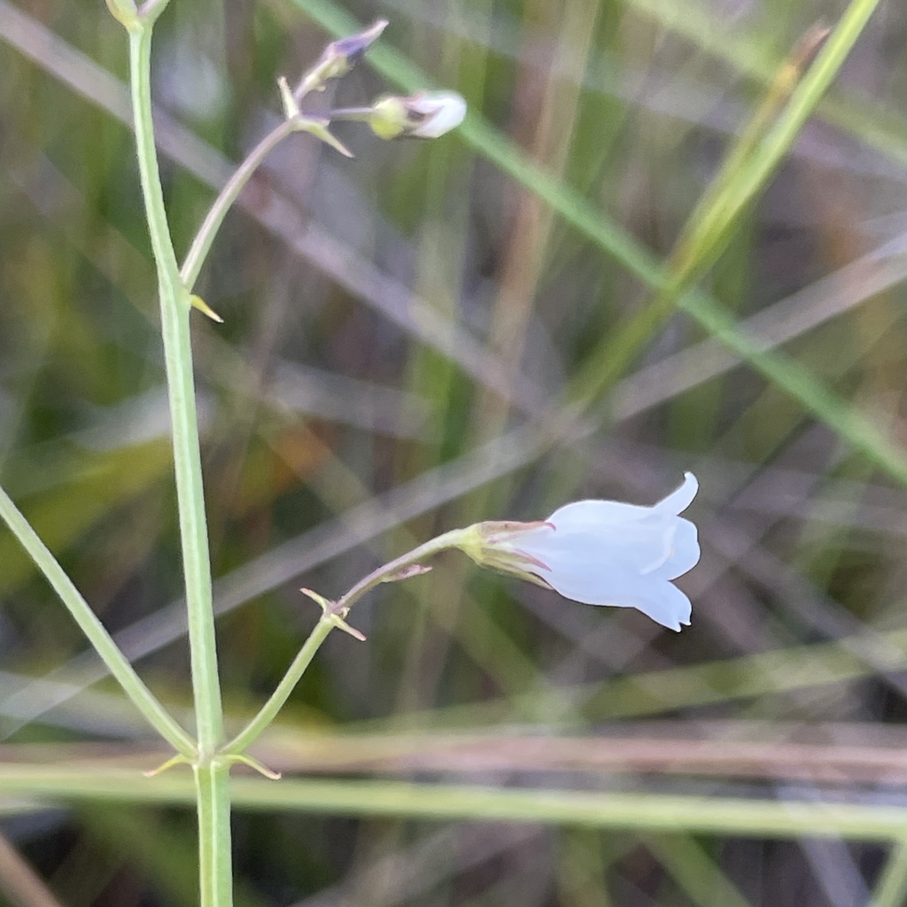 Curtia verticillaris (Curtia verticillaris)