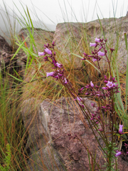 Curtia verticillaris (Curtia verticillaris)