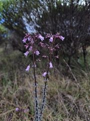 Curtia verticillaris (Curtia verticillaris)