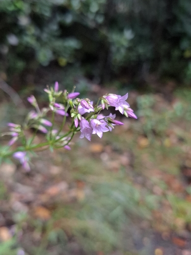 Curtia verticillaris (Curtia verticillaris)