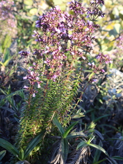 Curtia verticillaris (Curtia verticillaris)