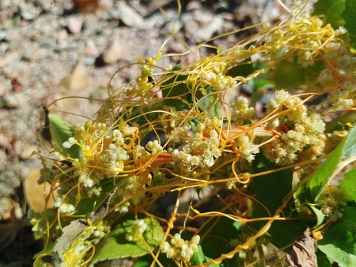 Field dodder (Cuscuta campestris)