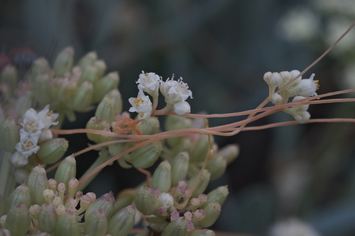 Field dodder