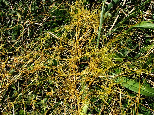 Field dodder: Western field dodder Convolvulaceae Naturalized in the Hawaiian Islands Moanalua, Oʻahu Parasitizing Chinese violet (Asystasia gangetica).
