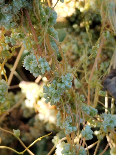 Field dodder (Cuscuta campestris)