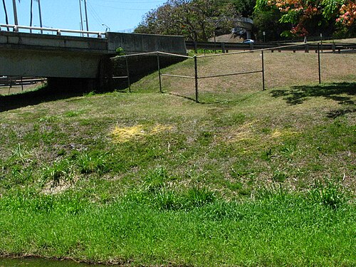 Field dodder: Western field dodder Convolvulaceae Naturalized in the Hawaiian Islands Moanalua, Oʻahu A couple of patches growing near the H-1 freeway.