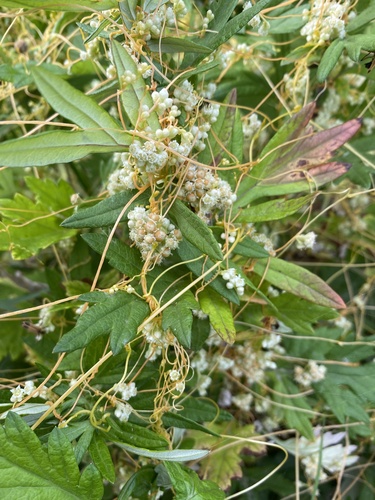 Field dodder (Cuscuta campestris)