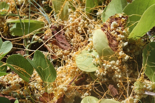 Field dodder (Cuscuta campestris)