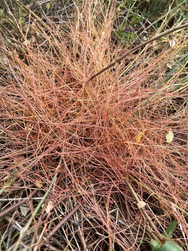 Field dodder (Cuscuta campestris)