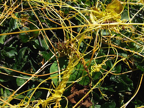 Field dodder: Western field dodder Convolvulaceae Naturalized in the Hawaiian Islands Moanalua, Oʻahu Parasitizing Chinese violet (Asystasia gangetica).
