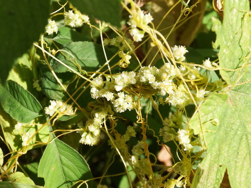 Field dodder (Cuscuta campestris)