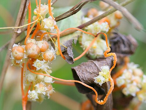 Field dodder: Nordamerikanische Seide