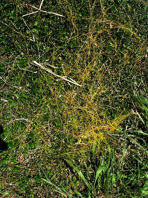 Field dodder: Western field dodder Convolvulaceae Naturalized in the Hawaiian Islands Moanalua, Oʻahu Parasitizing Chinese violet (Asystasia gangetica) and and perhaps Guinea