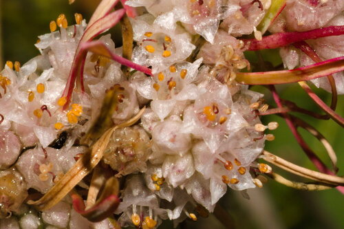 Clover dodder (Cuscuta epithymum)