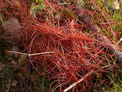 Clover dodder: near el Perelló, Catalonia, Spain