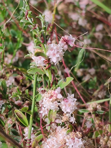 Clover dodder (Cuscuta epithymum)