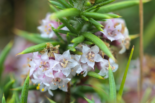 Clover dodder (Cuscuta epithymum)
