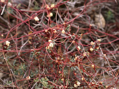 Clover dodder: near el Perelló, Catalonia, Spain