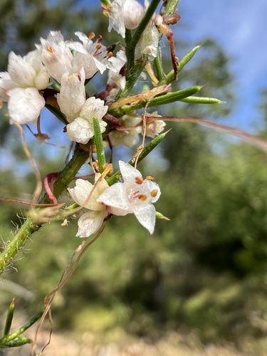 Clover dodder (Cuscuta epithymum)