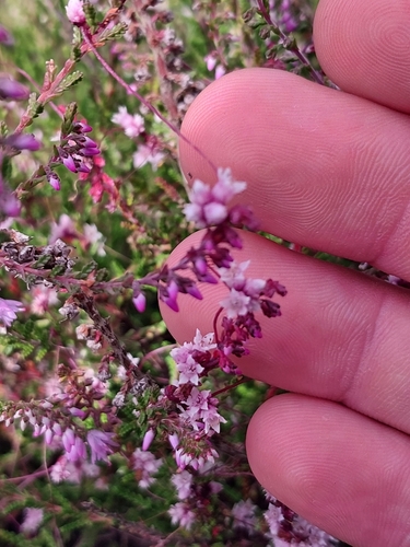 Clover dodder (Cuscuta epithymum)