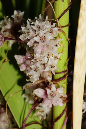 Clover dodder (Cuscuta epithymum)