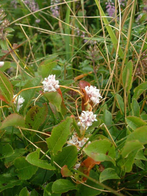 Clover dodder: Cuscute du thym, fr:Melles