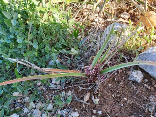 Clover dodder (Cuscuta epithymum)