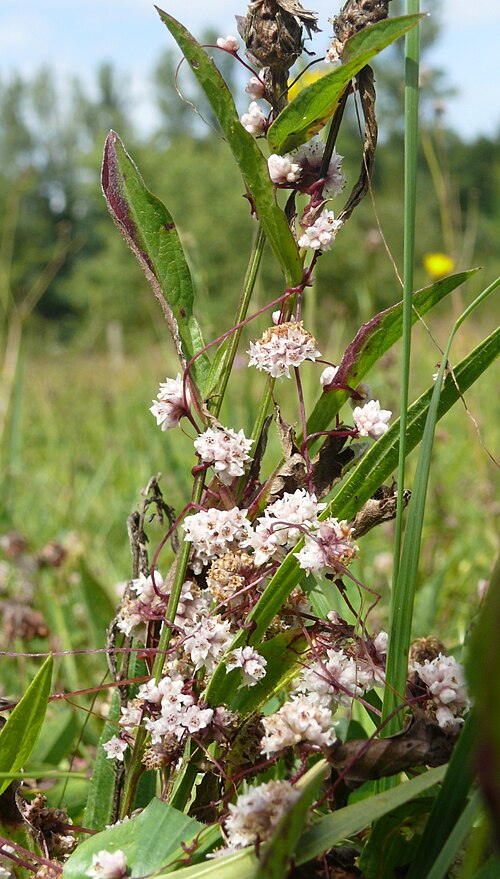 Clover dodder: Cuscuta epithymum , Schwäbisch-Fränkische Waldberge, Deutschland