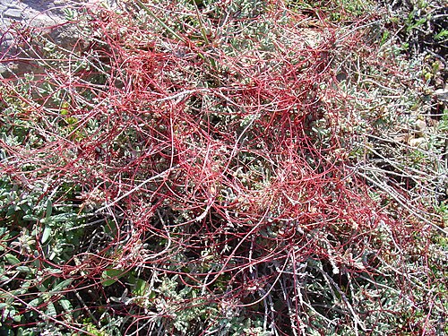 Clover dodder: Cuscuta epithymum from Cabo de Palos (Cartagena, Spain).