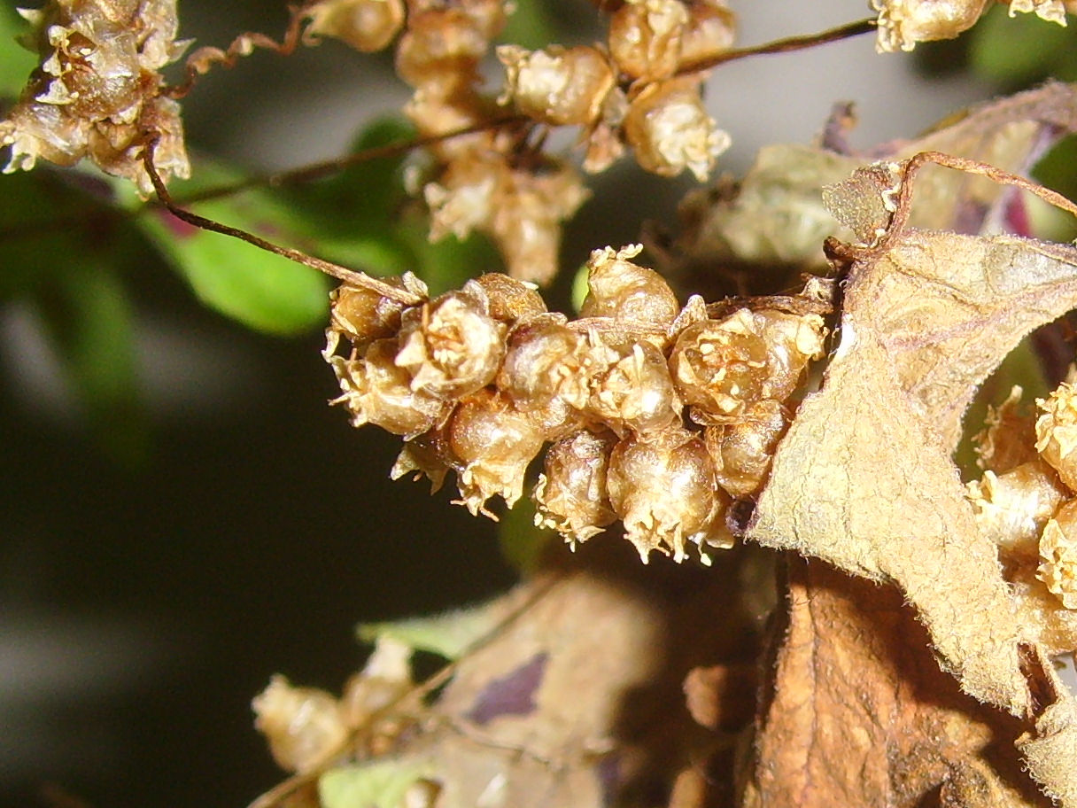 Greater dodder: Seeds of Cuscuta europaea (Great Dodder) [usually] overwinter in the grass sward on the ground, here on the shoots of a coleus, accepted as a host plant, among 