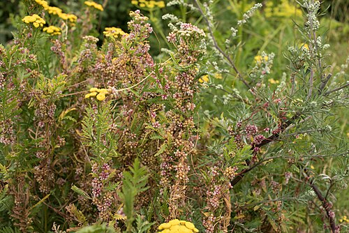 Greater dodder: Cuscuta europaea L. on Tanacetum vulgare L., Utterslev Mose, Søborg, Denmark, 25 July 2015