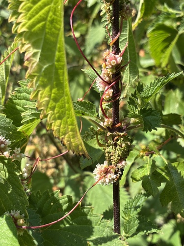 Greater dodder (Cuscuta europaea)