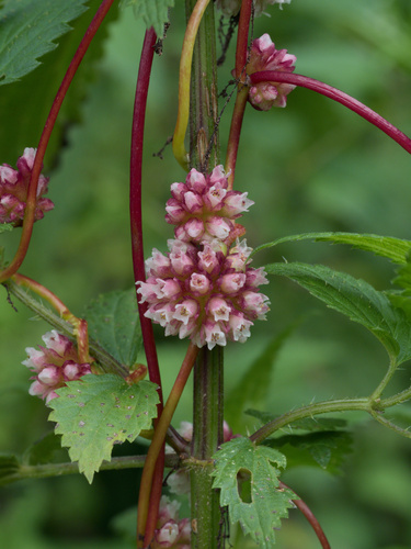 Greater dodder (Cuscuta europaea)