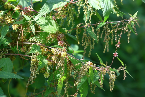 Greater dodder (Cuscuta europaea)