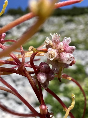 Greater dodder (Cuscuta europaea)