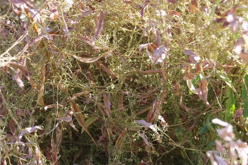 Greater dodder (Cuscuta europaea)