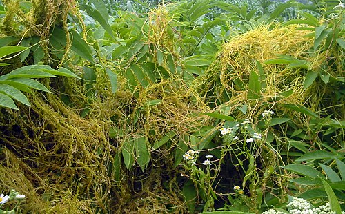 Greater dodder: Cuscuta europaea on Sambucus ebulus