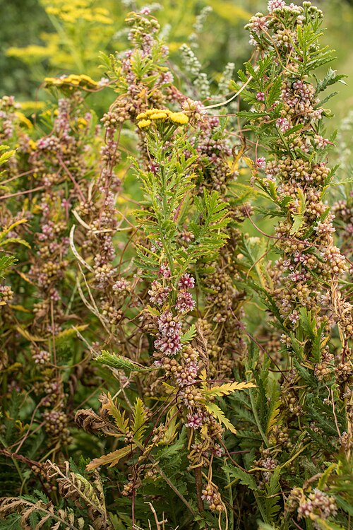 Greater dodder: Cuscuta europaea L. on Tanacetum vulgare L., Utterslev Mose, Søborg, Denmark, 25 July 2015