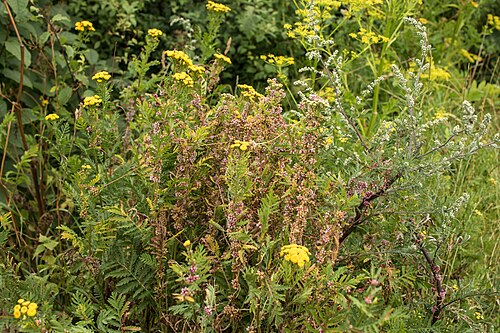 Greater dodder: Cuscuta europaea L. on Tanacetum vulgare L., Utterslev Mose, Søborg, Denmark, 25 July 2015